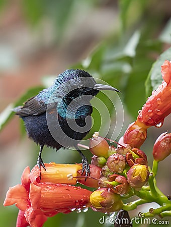 Purple Sunbird Nectarinia asiatica Stock Photo