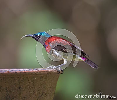 Purple Sunbird perched on a water feeder Stock Photo