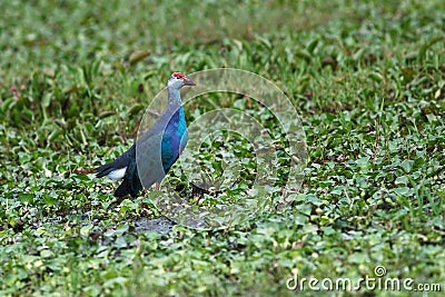 Purple Swamphen Stock Photo