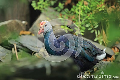 Purple swamphen Stock Photo