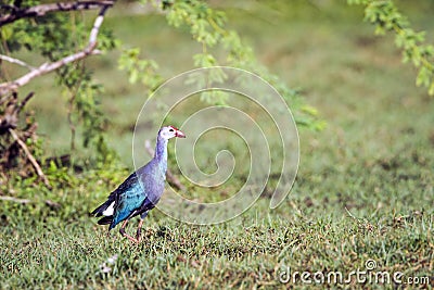 Purple Swamphen in Bundala National Park, Sri Lanka Stock Photo