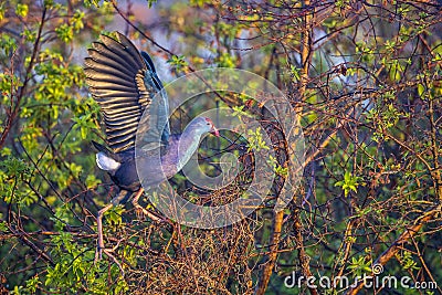 Purple Swamphen Hoping From Branch To Branch Stock Photo