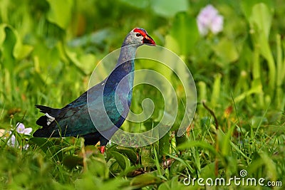 Purple Swamphen, Porphyrio porphyrio, in the nature green march habitat in Sri Lanka. Rare blue bird with red head in the water gr Stock Photo