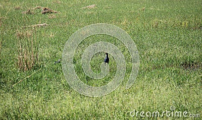 Purple Swamphen at Sultanpur National Park Stock Photo