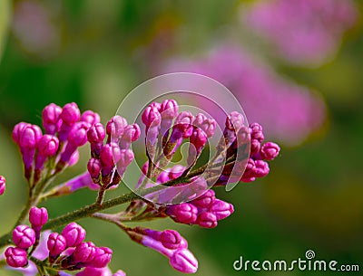 Purple Syren flower Stock Photo