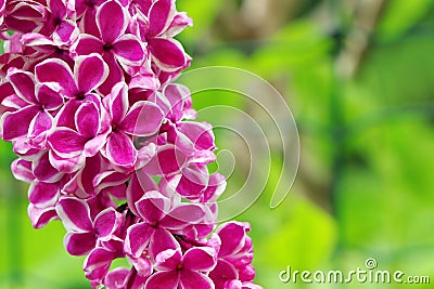 Purple Syringa lilac flowers. A branch of blossoming red syringa vulgaris.Flowers of Syringa lilac in summer time Stock Photo