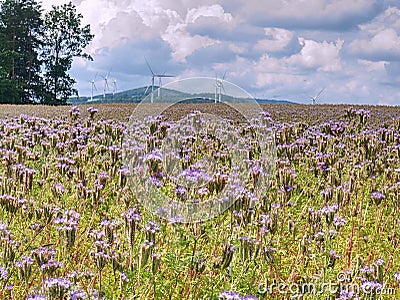 Purple Tansy flower in female hand in field. Wind turbine generators Stock Photo