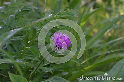 Purple thistle flower in the garden close up Stock Photo