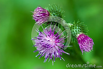 Purple thistle flowers Stock Photo