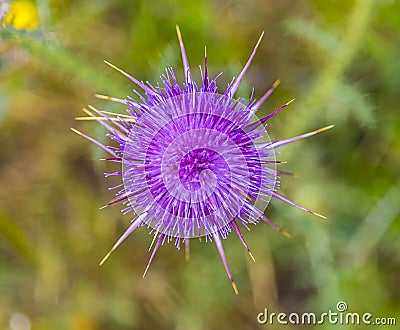 A purple thistle found on the Karpass Peninsula, Northern Cyprus with defocussed background Stock Photo