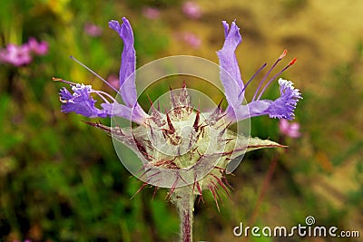 Purple Thistle sage flower, Salvia carduacea Stock Photo