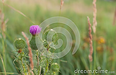 Purple thistles bloomed in the field on a summer evening. Fresh air. sunlight. nature Stock Photo