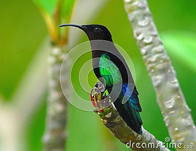 Purple-throated Carib Stock Photo