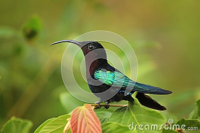 Purple-throated Carib hummingbird Stock Photo