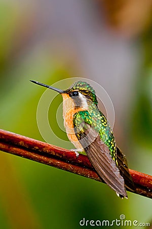 Purple Throated Mountain Gem Stock Photo