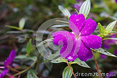 Purple Tibouchina semidecandra after the rain, with water drop on it Stock Photo