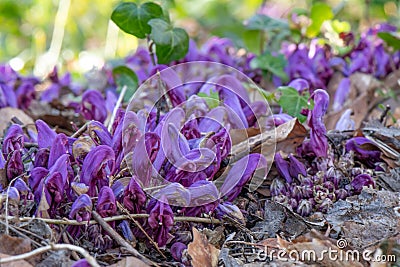 Purple toothwort, Lathraea clandestina, parasitic flower Stock Photo