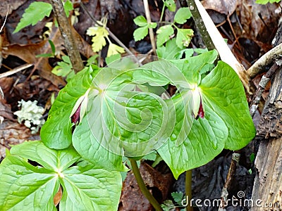 Purple Trillium, Trillium erectum Stock Photo