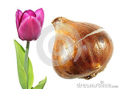 Purple Triumph tulip flower with tulip bulb isolated on white Stock Photo