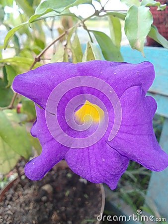 Purple Trumpet Flo Stock Photo