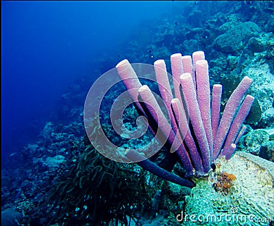 Purple tube sponge Stock Photo