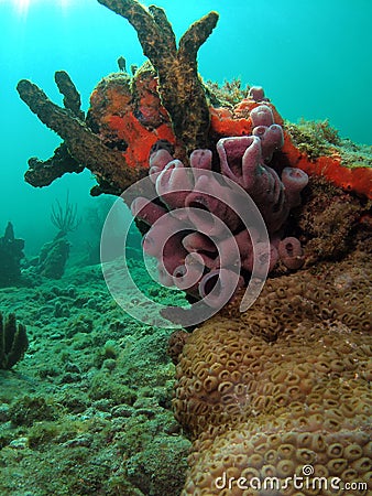 Purple Tube Sponge Stock Photo