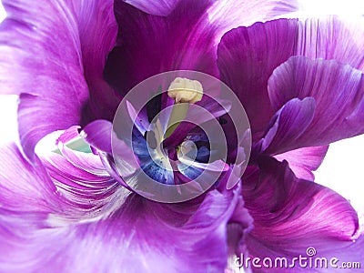 Purple tulip Stock Photo