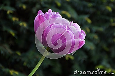 Purple tulip, Botanical Gardens of Balchik, Bulgaria Stock Photo