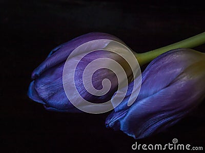 Purple tulip close-up Stock Photo