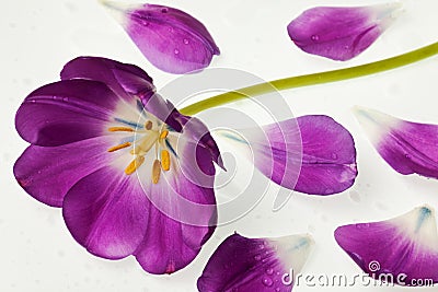 Purple tulip isolated Stock Photo