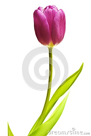 Purple tulip isolated Stock Photo