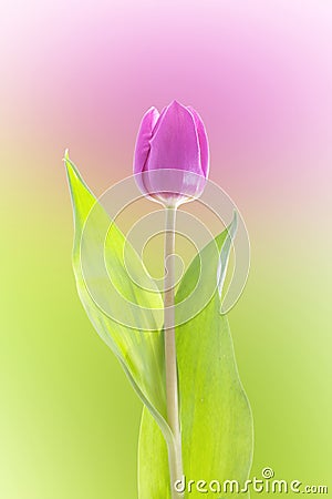 Purple tulip isolated Stock Photo