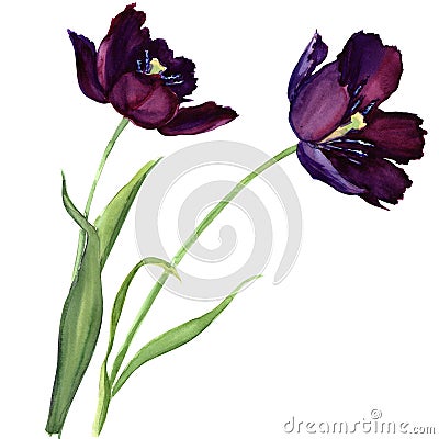 Purple tulip isolated on white background Stock Photo