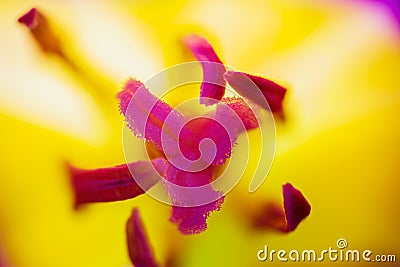 Purple tulip, liliaceae blossom pistil, carpels with yellow petals on background Stock Photo