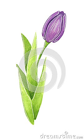 Purple Tulip with long green leaves, hand drawn watercolor illustration Cartoon Illustration