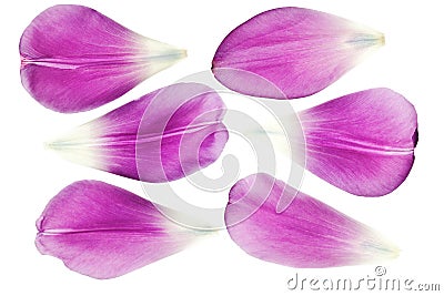 Purple tulip petals isolated Stock Photo