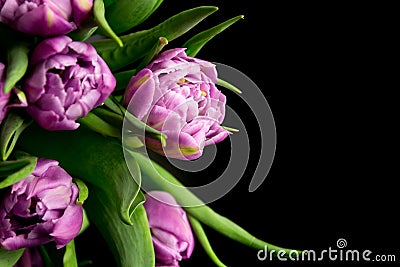 Purple tulips Stock Photo