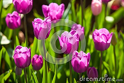 Purple Tulips Stock Photo