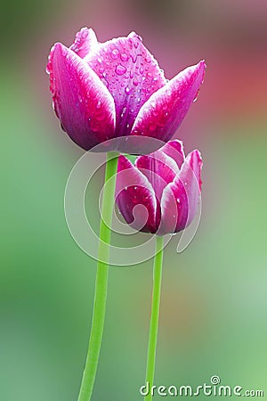 Purple tulips Stock Photo