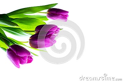 Purple tulips bouquet on white wooden background. Stock Photo