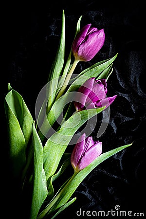 Purple Tulips isolated on black background Stock Photo