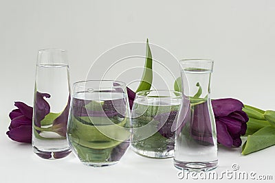 Purple tulips lie behind four transparent glass vessels on whitr background, shapes distortions through water, Stock Photo