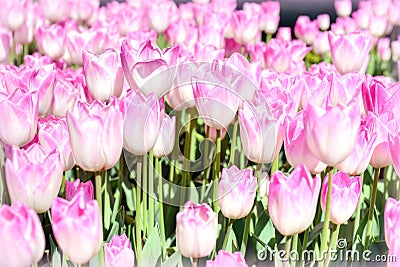 Purple tulips Stock Photo