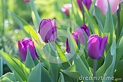 Purple Tulips Purple rain, tulipa triumph close up in garden Stock Photo