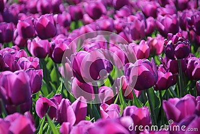 purple tulips in sunlight in rows in a flower field in Oude-Tonge on the island Goeree Overflakkee in the Netherlands Stock Photo