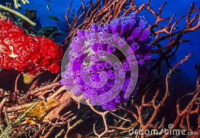 Purple tunicates Stock Photo