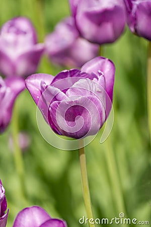 Purple ulip on field Stock Photo