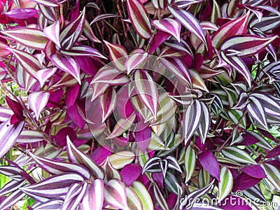 Purple variegated plant leaves Stock Photo
