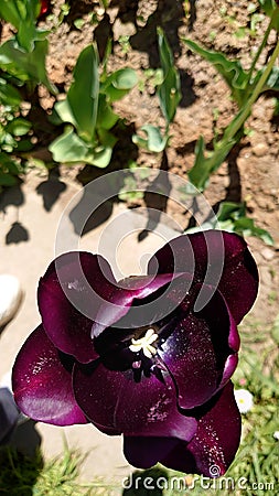 Purple velvety petals of a blooming tulip Stock Photo