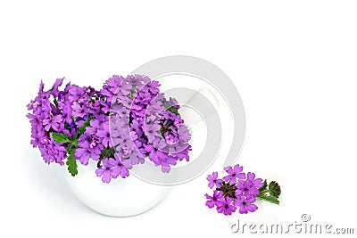 Purple Verbena Flowers used in Natural Herbal Medicine Stock Photo